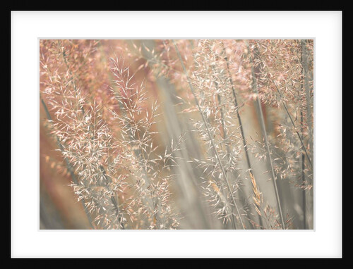 Fountain grass by Assaf Frank